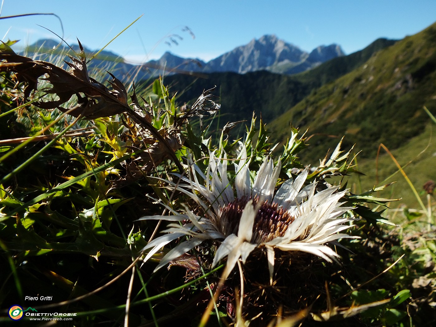 25 Fiore di carlina.JPG